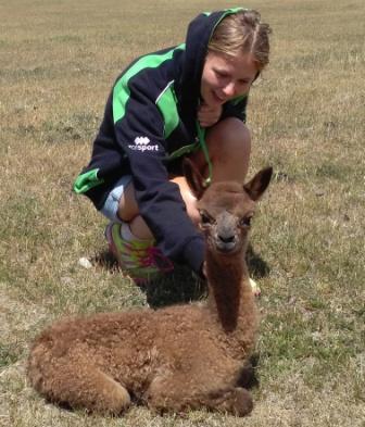 Picture of Alpaca Cria