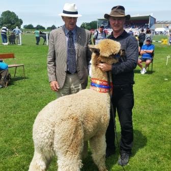 picture of alpaca 'Iolaus'