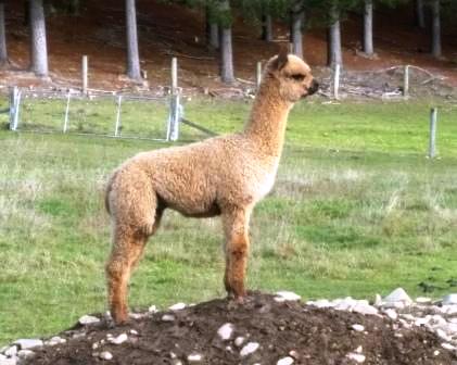 Picture of Rustic Dawn Farm