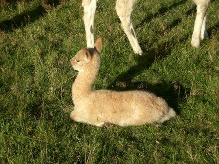 Alpaca - Rustic Dawn Alfa Romeo